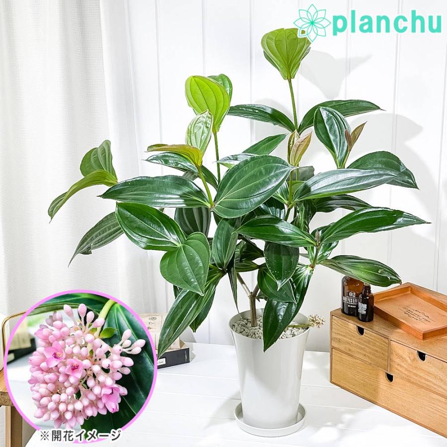 熱帯花木 メディニラ スペキオサ 6号鉢 受け皿付き 説明書付き Medinilla Speciosa 観葉植物 鉢花 サンゴノボタン 0303 プランチュ Yahoo 店 通販 Yahoo ショッピング