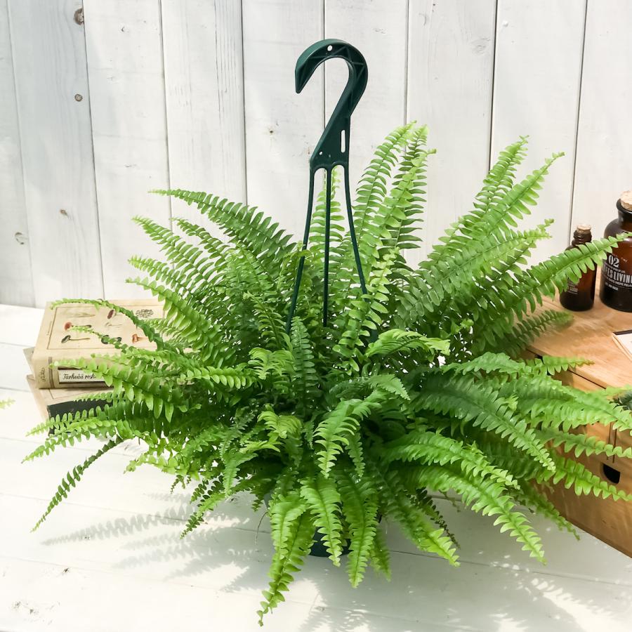 観葉植物 シダ ネフロレピス モンタナ 5号吊り鉢 育て方説明書付き Nephrolepis Exaltata Montana ボストンファーン ボストンファン 0306 プランチュ Yahoo 店 通販 Yahoo ショッピング
