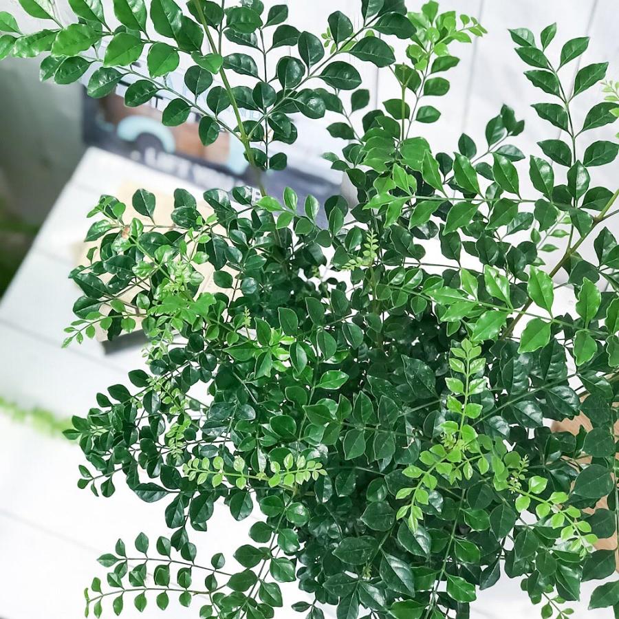 観葉植物 シマトネリコ 7号鉢 受け皿付き 育て方説明書付き Fraxinus Griffithii 苗 苗木 鉢植え 株立ち 0315 プランチュ Yahoo 店 通販 Yahoo ショッピング