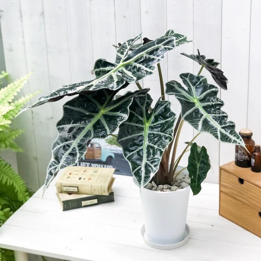 観葉植物 アロカシア アマゾニカ ポリー 6号鉢 受け皿付き 育て方説明書付き Alocasia Amazonica Polly アロイド 希少 レア 珍しい 0318 プランチュ Yahoo 店 通販 Yahoo ショッピング