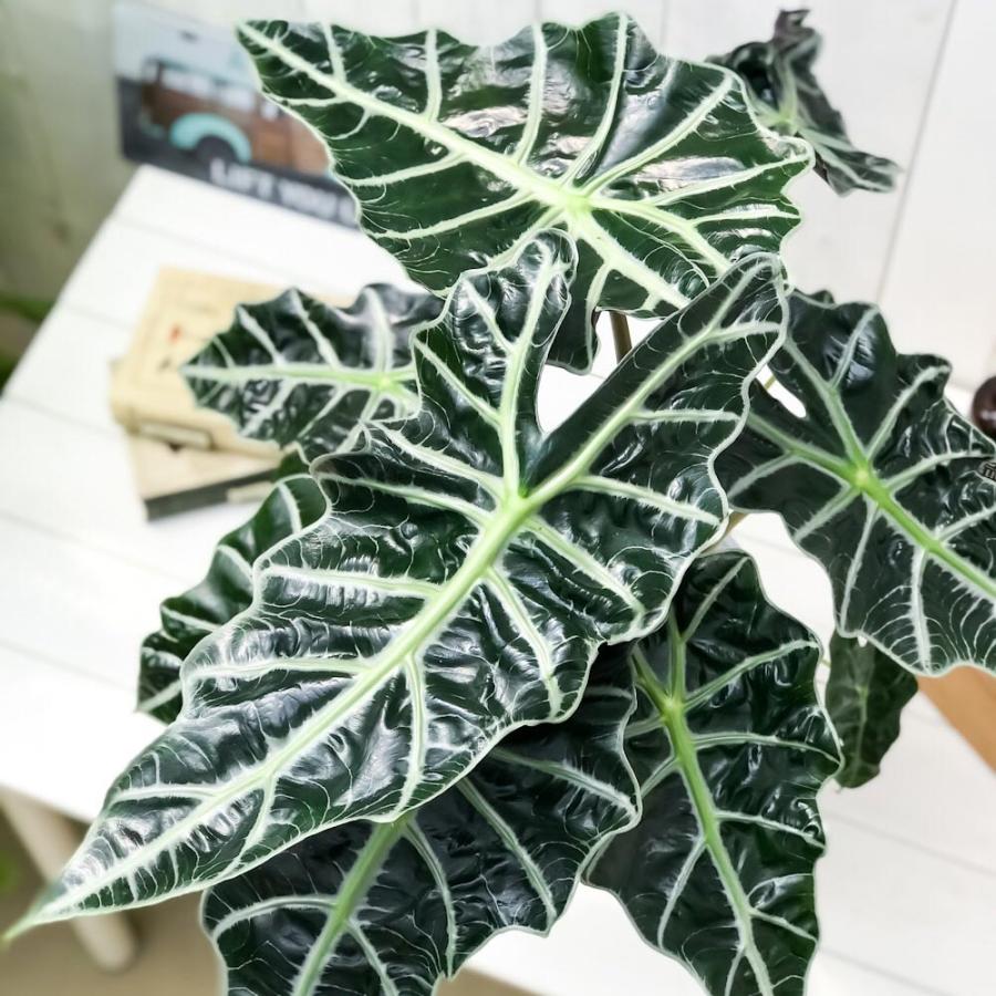 観葉植物 アロカシア アマゾニカ ポリー 6号鉢 受け皿付き 育て方説明書付き Alocasia Amazonica Polly アロイド 希少 レア 珍しい 0318 プランチュ Yahoo 店 通販 Yahoo ショッピング