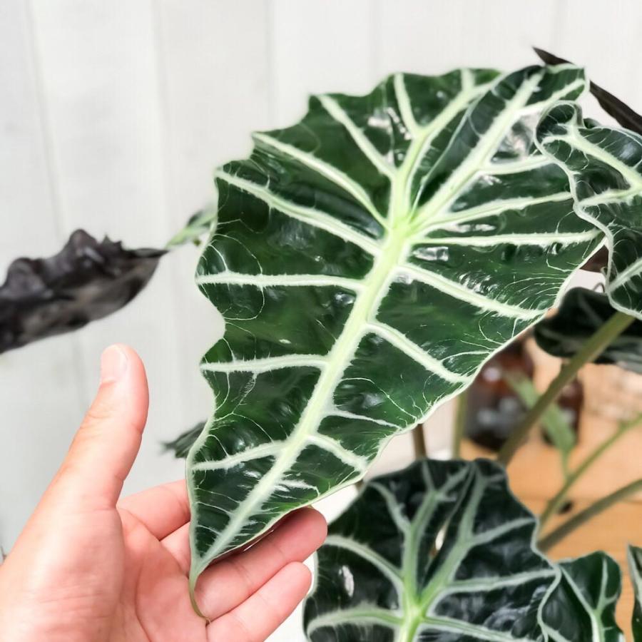 観葉植物 アロカシア アマゾニカ ポリー 6号鉢 受け皿付き 育て方説明書付き Alocasia Amazonica Polly アロイド 希少 レア 珍しい 0318 プランチュ Yahoo 店 通販 Yahoo ショッピング