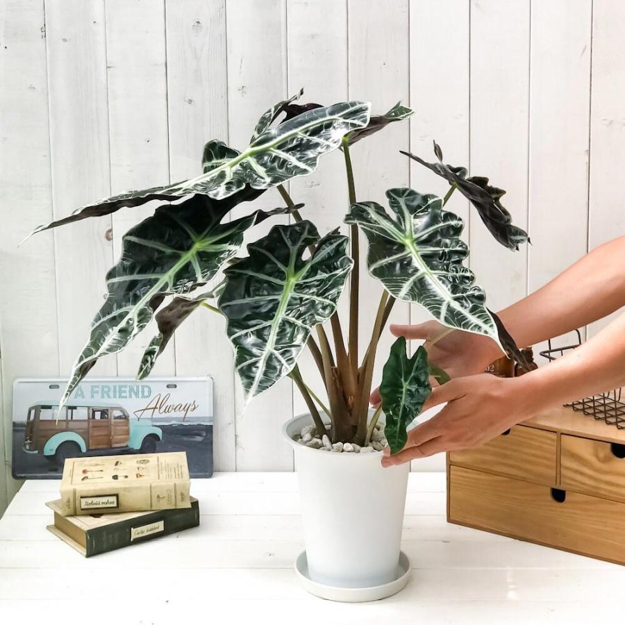 観葉植物 アロカシア アマゾニカ ポリー 6号鉢 受け皿付き 育て方説明書付き Alocasia Amazonica Polly アロイド 希少 レア 珍しい 0318 プランチュ Yahoo 店 通販 Yahoo ショッピング