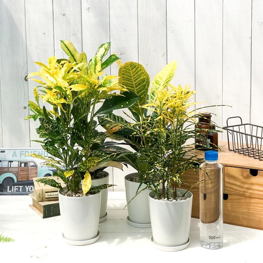 観葉植物 クロトン ほこ葉系 4号鉢 受け皿付き 育て方説明書付き Codiaeum Variegatum Cv ヘンヨウボク 変葉木 鉾葉系 0322 プランチュ Yahoo 店 通販 Yahoo ショッピング