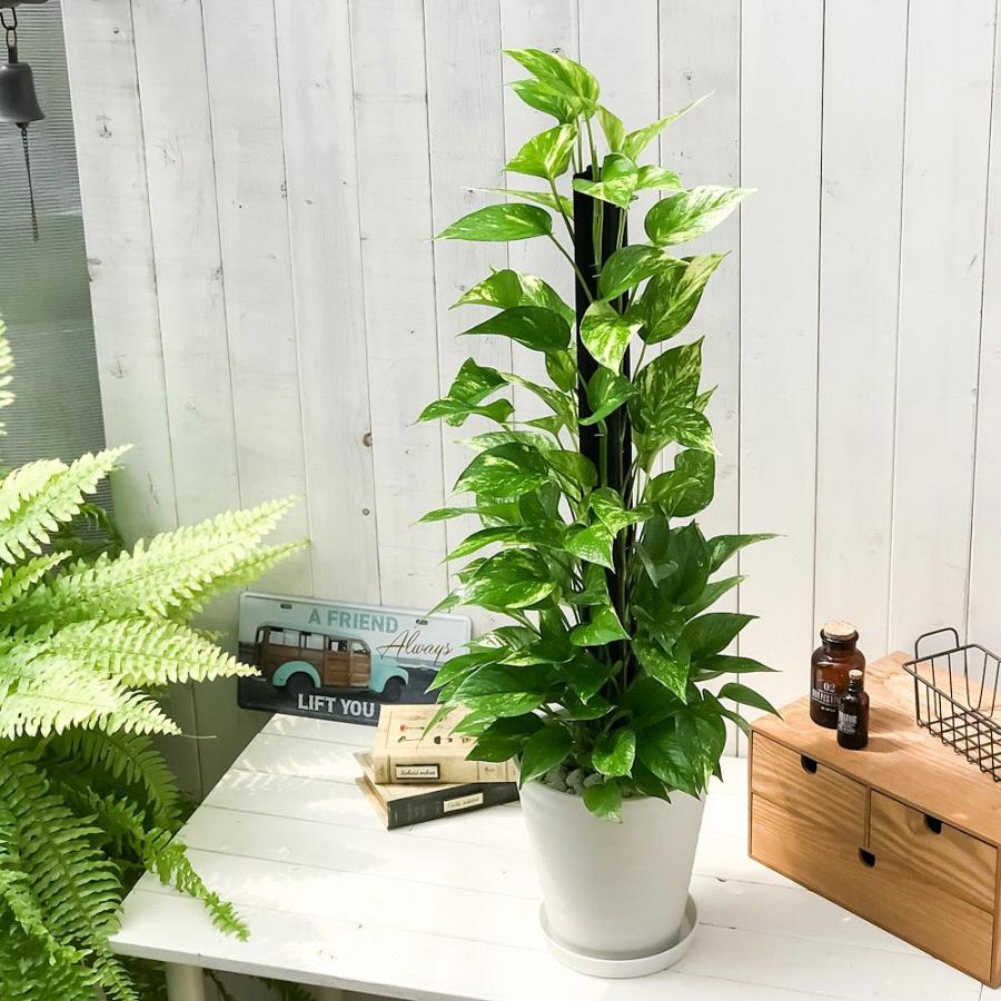 観葉植物 ポトス ゴールデン ヘゴ仕立て 7号鉢 受け皿付き 育て方説明書付き Epipremnum Pinnatum Aureum エピプレムナム 0329 プランチュ Yahoo 店 通販 Yahoo ショッピング