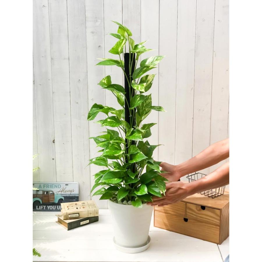 観葉植物 ポトス ゴールデン ヘゴ仕立て 7号鉢 受け皿付き 育て方説明書付き Epipremnum Pinnatum Aureum エピプレムナム 0329 プランチュ Yahoo 店 通販 Yahoo ショッピング