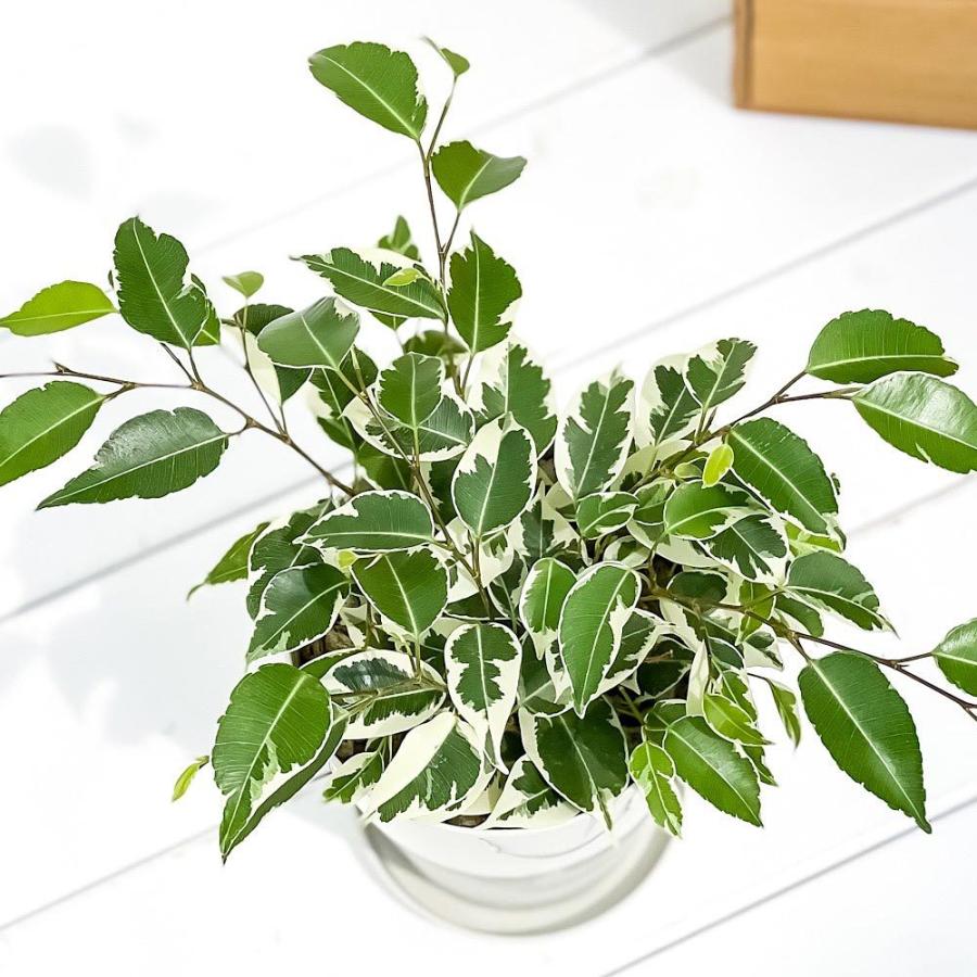 観葉植物 フィカス ベンジャミン スターライト 4号鉢 受け皿付き 育て方説明書付き Ficus Benjamina Star Light 幸運を呼ぶ木 ゴムノキ ゴムの木 0336 プランチュ Yahoo 店 通販 Yahoo ショッピング