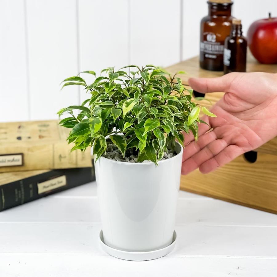 観葉植物 フィカス ベンジャミン ラブリー 4号鉢 受け皿付き 育て方説明書付き Ficus Benjamina Lovely ゴムノキ 0337 プランチュ Yahoo 店 通販 Yahoo ショッピング