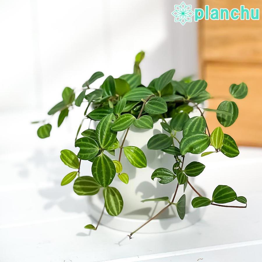 観葉植物 ペペロミア ビートル 3 5号鉢 受け皿付き 育て方説明書付き Peperomia 0343 プランチュ Yahoo 店 通販 Yahoo ショッピング