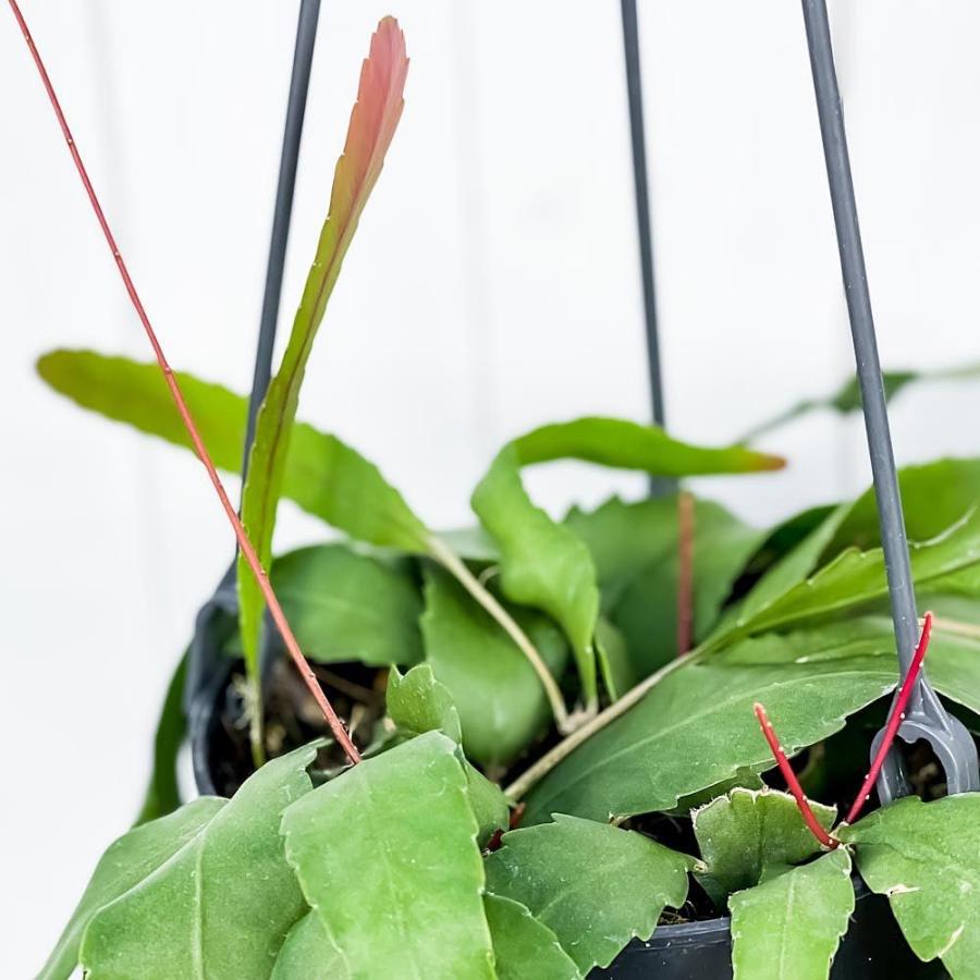 観葉植物 レピスミウム ホーレティアナム 5号吊り鉢 Lepismium Houlletianum サボテン 森林性サボテン 0348 プランチュ Yahoo 店 通販 Yahoo ショッピング