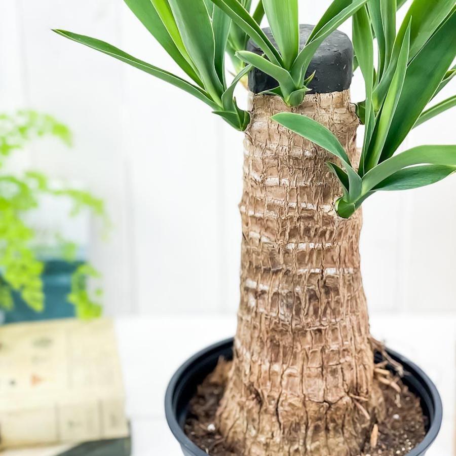 観葉植物 ユッカ グアテマレンシス 6号鉢 受け皿付き 育て方説明書付き Yucca Guatemalensis マヤツリー 希少 レア 0369 プランチュ Yahoo 店 通販 Yahoo ショッピング