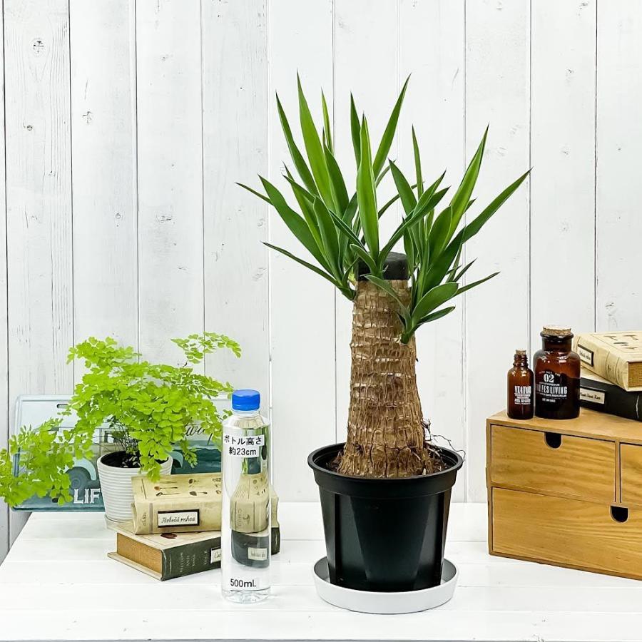 ユッカ 希少型 大型 観葉植物