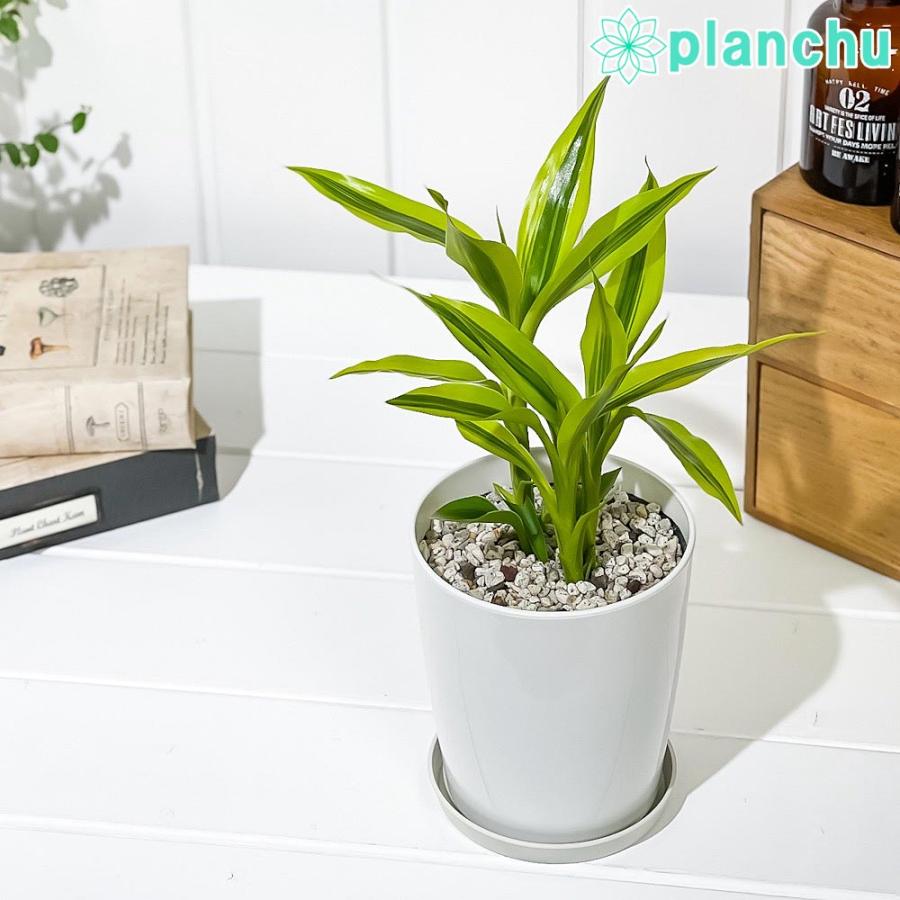 観葉植物 ドラセナ サンデリアーナ ゴールデン 4号鉢 受け皿付き 育て方説明書付き Dracaena Sanderiana Golden 銀葉千年木 0375 プランチュ Yahoo 店 通販 Yahoo ショッピング