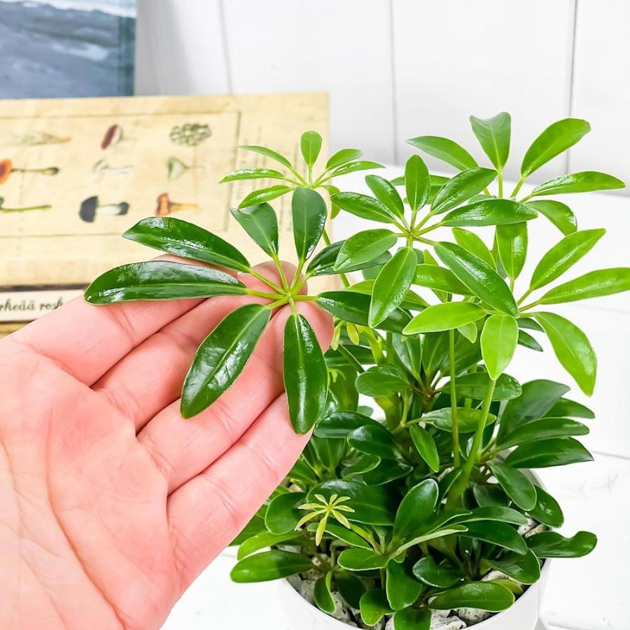 観葉植物 カポックの育て方