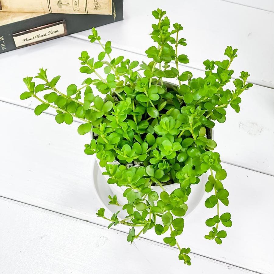 観葉植物 ペペロミア デピーナ 3 5号鉢 受け皿付き 育て方説明書付き Peperomia Deppeana アロマペペ 0380 プランチュ Yahoo 店 通販 Yahoo ショッピング