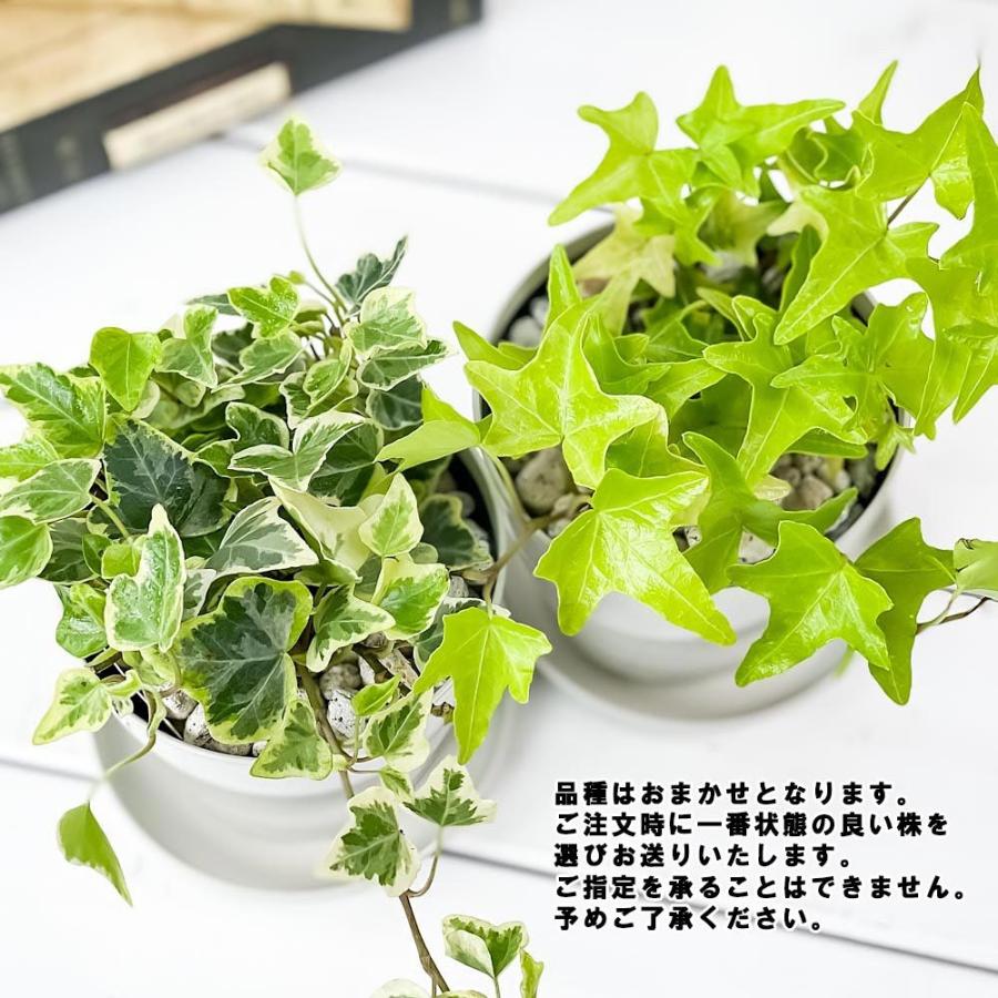 観葉植物 ヘデラ ヘリックス 品種おまかせ 3 5号鉢 受け皿付き 育て方説明書付き Hedera Helix Cv セイヨウキヅタ アイビー 0386 プランチュ Yahoo 店 通販 Yahoo ショッピング
