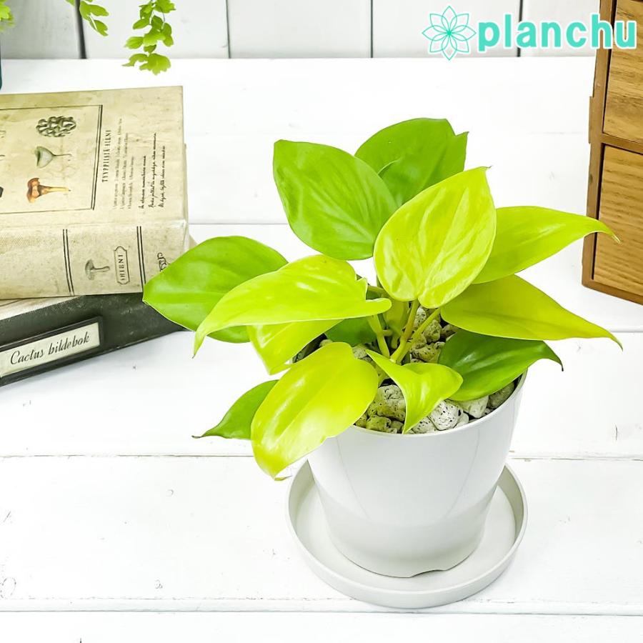 観葉植物 フィロデンドロン オキシカラジューム ライム 3 5号鉢 受け皿付き 育て方説明書付き Philodendron Oxycardium Lime オキシカラジウム 0387 プランチュ Yahoo 店 通販 Yahoo ショッピング