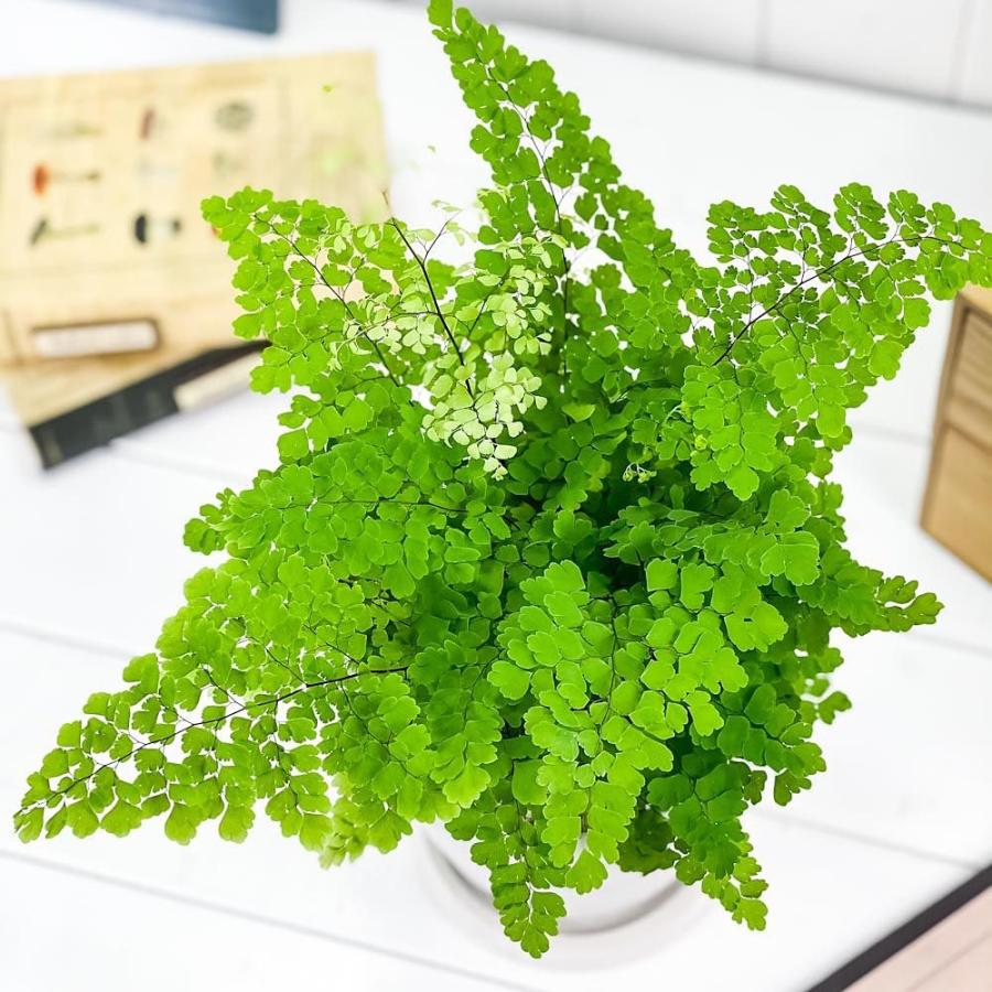 観葉植物 シダ アジアンタム フリッツルーシー 5号樹脂鉢 ホワイト 受け皿付き 育て方説明書付き Adiantum Raddianum Fritz Luthi 0395 プランチュ Yahoo 店 通販 Yahoo ショッピング