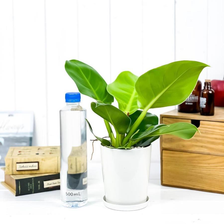 観葉植物 フィロデンドロン インペリアルゴールド 4号鉢 受け皿付き 育て方説明書付き Philodendron Imperial Gold 0403 プランチュ Yahoo 店 通販 Yahoo ショッピング