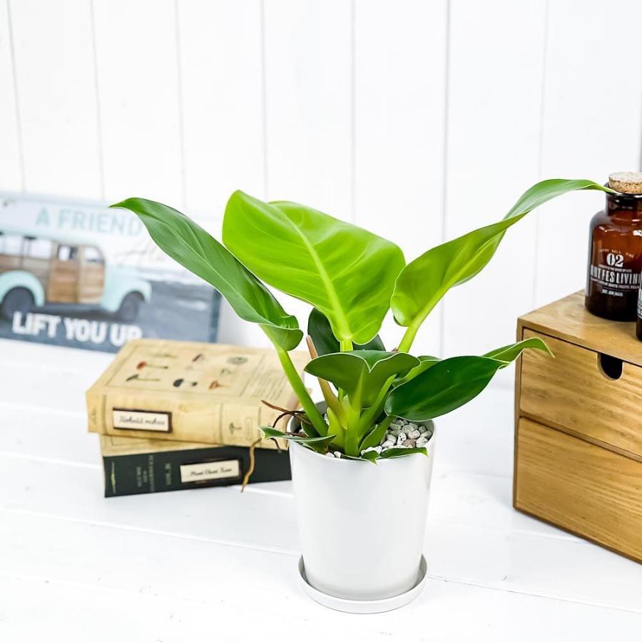 観葉植物 フィロデンドロン インペリアルゴールド 4号鉢 受け皿付き 育て方説明書付き Philodendron Imperial Gold 0403 プランチュ Yahoo 店 通販 Yahoo ショッピング