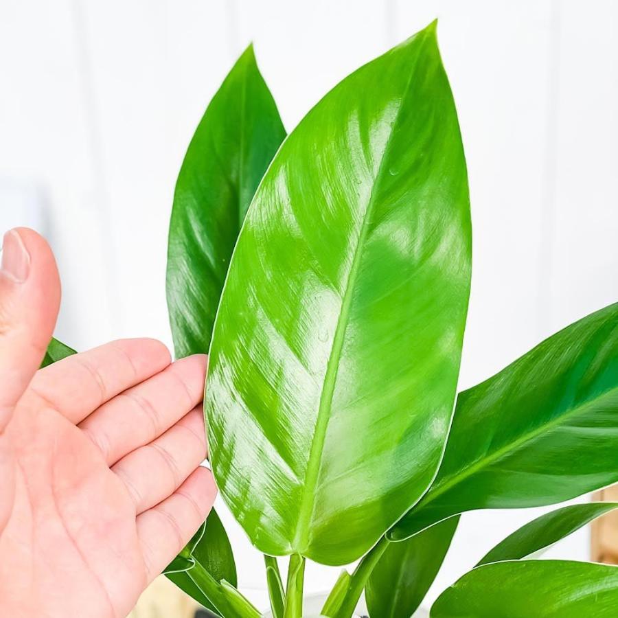 観葉植物 フィロデンドロン インペリアルグリーン 4号鉢 受け皿付き 育て方説明書付き Philodendron Imperial Green 0404 プランチュ Yahoo 店 通販 Yahoo ショッピング