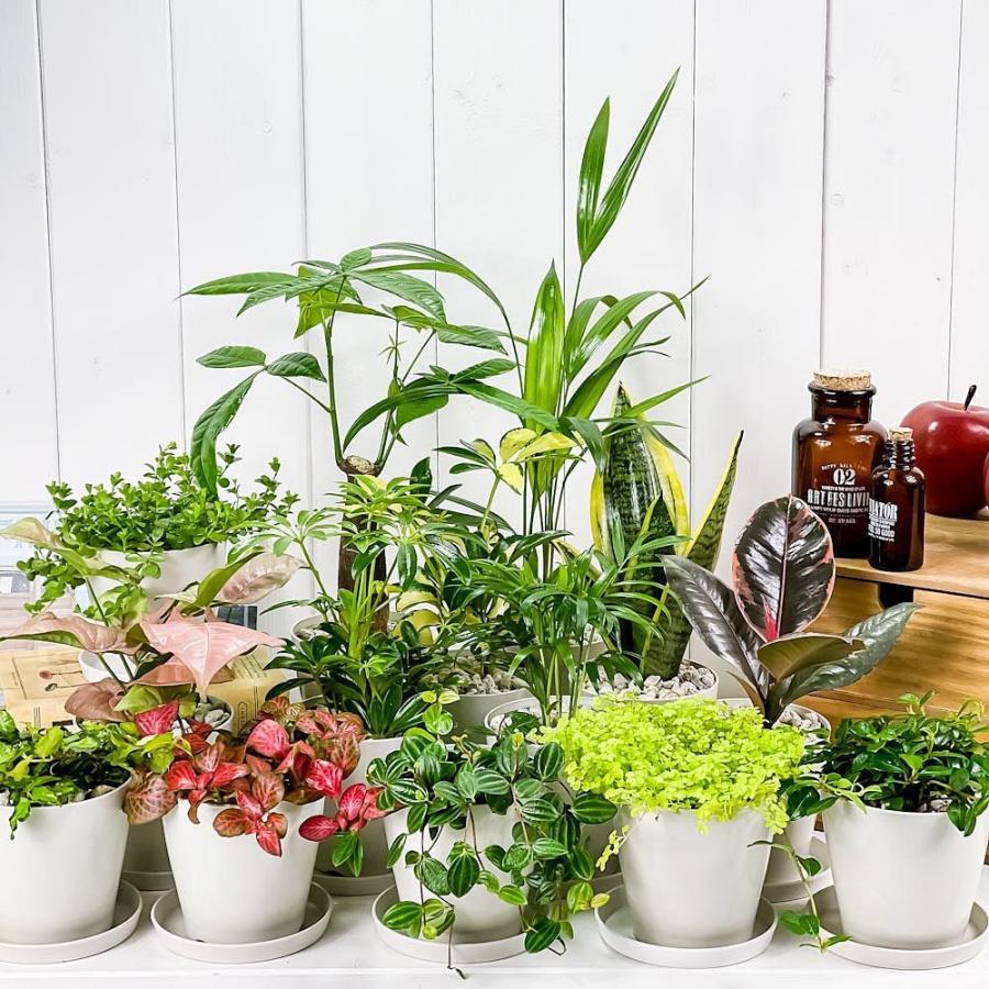 観葉植物 お試しミニ観葉 3種セット 品種おまかせ 3.5号鉢 受け皿付き 育て方説明書付き :200412:プランチュ Yahoo!店 - 通販 - Yahoo!ショッピング 観葉植物 お試しミニ観葉 3種セット 品種おまかせ 3.5号鉢 受け皿付き 育て方説明書付き :200412:プランチュ Yahoo!店 - 通販 - Yahoo!ショッピング