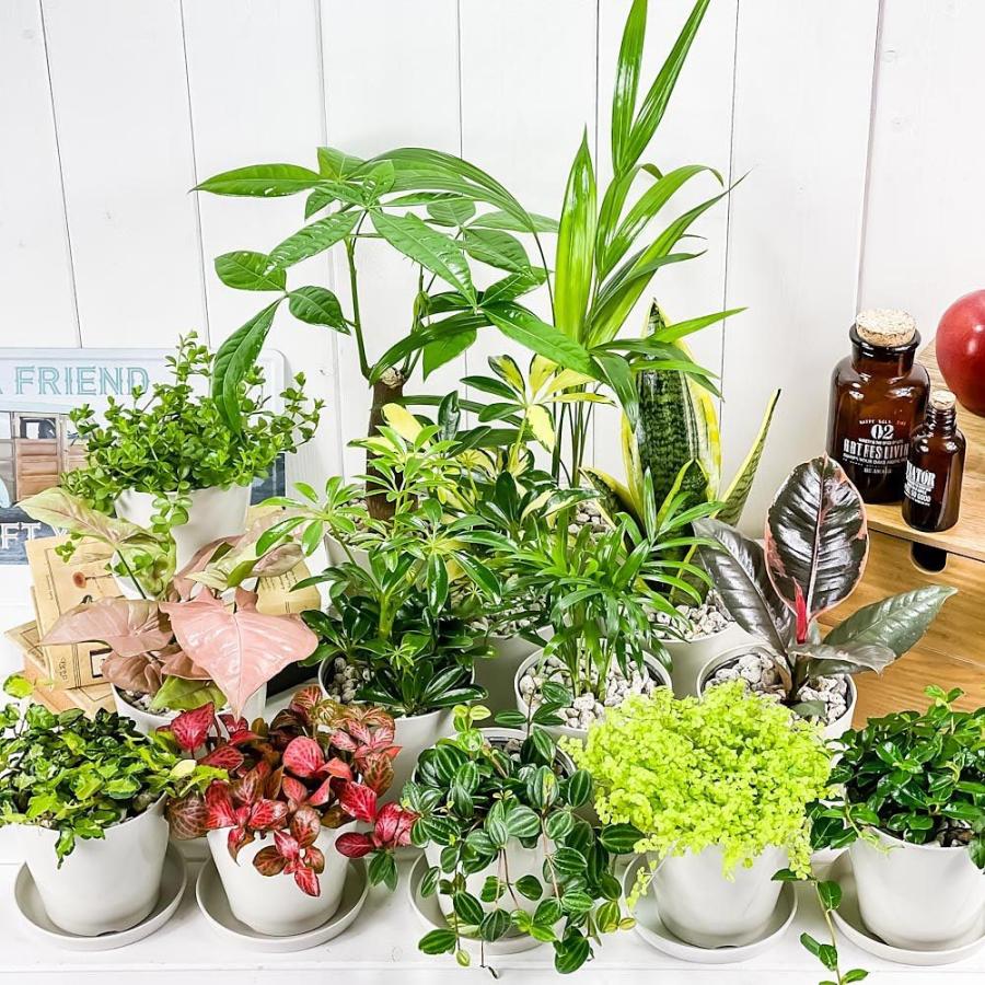 観葉植物 お試しミニ観葉 3種セット 品種おまかせ 3.5号鉢 受け皿付き 育て方説明書付き :200412:プランチュ Yahoo!店 - 通販 - Yahoo!ショッピング 観葉植物 お試しミニ観葉 3種セット 品種おまかせ 3.5号鉢 受け皿付き 育て方説明書付き :200412:プランチュ Yahoo!店 - 通販 - Yahoo!ショッピング