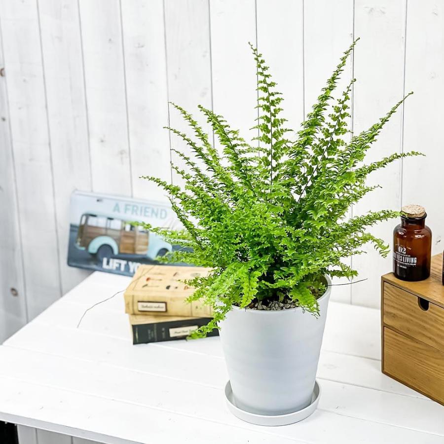 観葉植物 シダ ネフロレピス グリーンファンタジー 6号鉢 受け皿付き 育て方説明書付き Nephrolepis Exaltata Green Fantasy 希少 レア 0419 プランチュ Yahoo 店 通販 Yahoo ショッピング