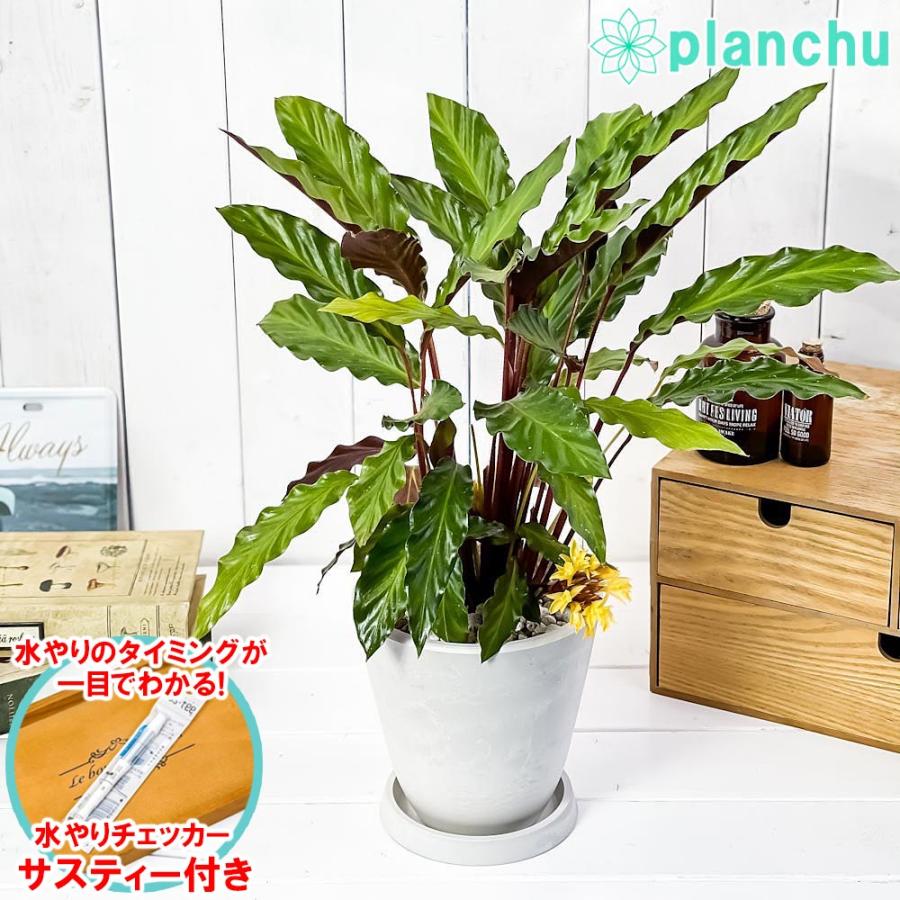 観葉植物 カラテア ルフィバルバ 5号樹脂鉢 ホワイト 受け皿付き 育て方説明書付き Calathea Rufibarba 希少 レア 0426 プランチュ Yahoo 店 通販 Yahoo ショッピング