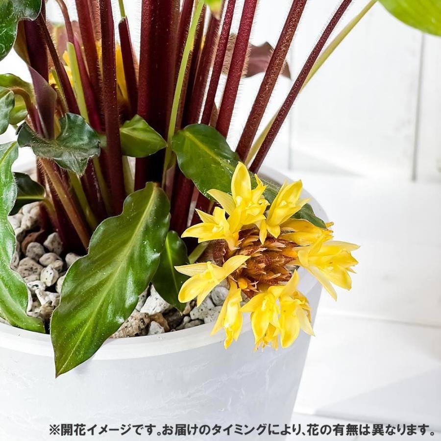 観葉植物 カラテア ルフィバルバ 5号樹脂鉢 ホワイト 受け皿付き 育て方説明書付き Calathea Rufibarba 希少 レア 0426 プランチュ Yahoo 店 通販 Yahoo ショッピング