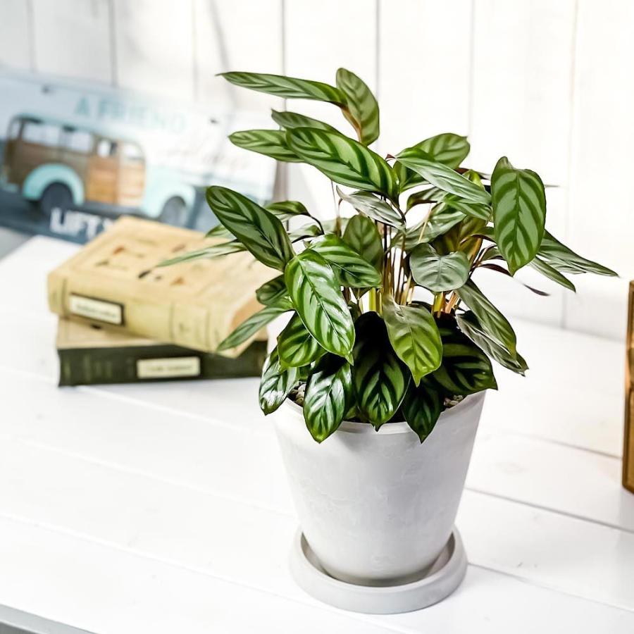 観葉植物 カラテア セトサ 5号樹脂鉢 ホワイト 受け皿付き 育て方説明書付き Ctenanthe Setosa クテナンテ 希少 レア 0428 プランチュ Yahoo 店 通販 Yahoo ショッピング