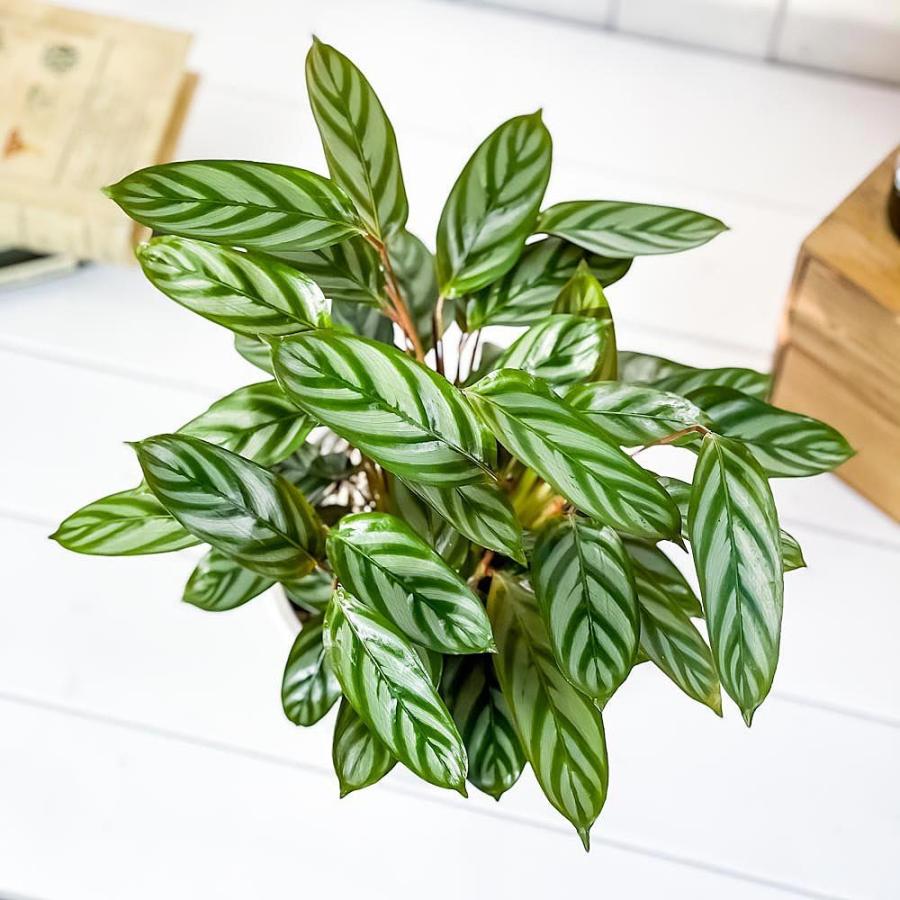 観葉植物 カラテア セトサ 5号樹脂鉢 ホワイト 受け皿付き 育て方説明書付き Ctenanthe Setosa クテナンテ 希少 レア 0428 プランチュ Yahoo 店 通販 Yahoo ショッピング