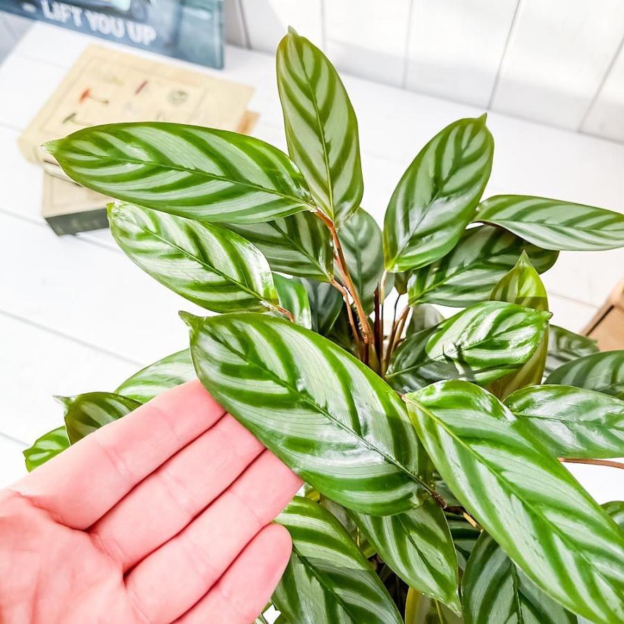 観葉植物 カラテア セトサ 5号樹脂鉢 ホワイト 受け皿付き 育て方説明書付き Ctenanthe Setosa クテナンテ 希少 レア 0428 プランチュ Yahoo 店 通販 Yahoo ショッピング