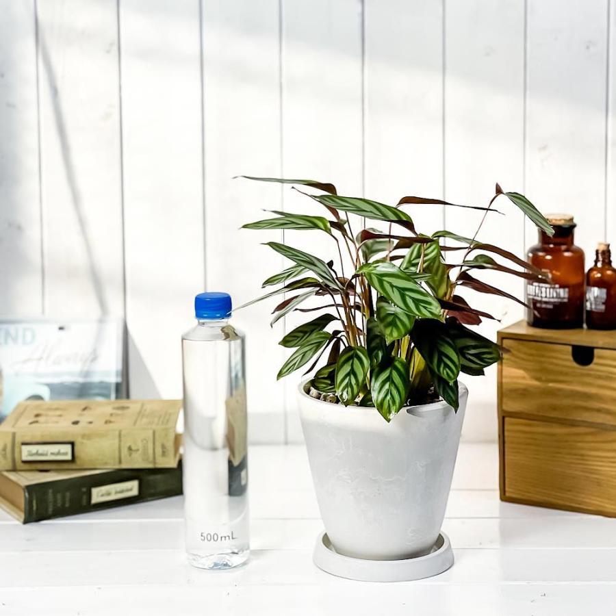 観葉植物 カラテア セトサ 5号樹脂鉢 ホワイト 受け皿付き 育て方説明書付き Ctenanthe Setosa クテナンテ 希少 レア 0428 プランチュ Yahoo 店 通販 Yahoo ショッピング