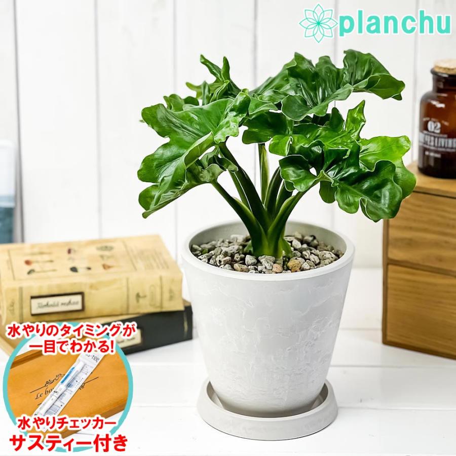 観葉植物 フィロデンドロン セローム スーパーアトム 5号樹脂鉢 ホワイト 受け皿付き 育て方説明書付き Philodendron Selloum Cv 希少 レア 0430 プランチュ Yahoo 店 通販 Yahoo ショッピング