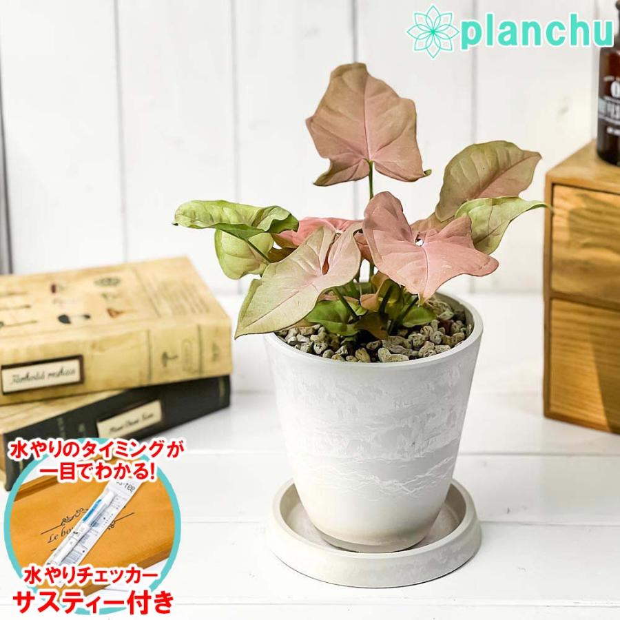 観葉植物 シンゴニウム ネオン 4号樹脂鉢 ホワイト 受け皿付き 育て方説明書付き Syngonium Podophyllum Neon 0434 プランチュ Yahoo 店 通販 Yahoo ショッピング