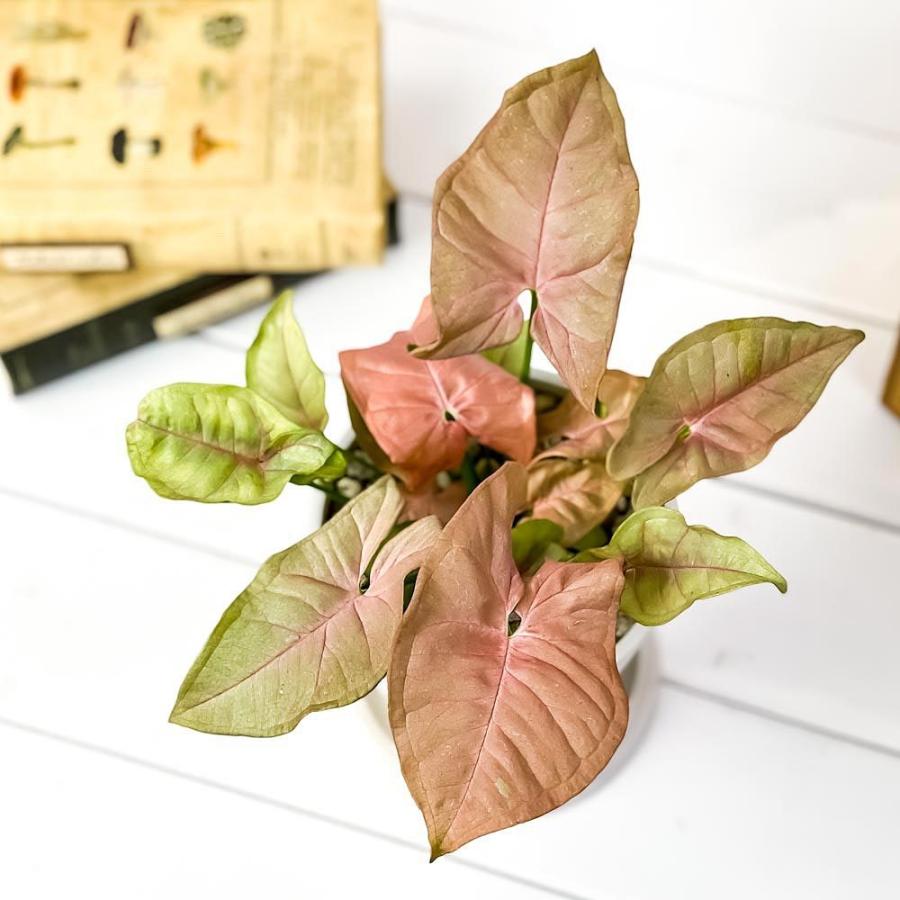 観葉植物 シンゴニウム ネオン 4号樹脂鉢 ホワイト 受け皿付き 育て方説明書付き Syngonium Podophyllum Neon 0434 プランチュ Yahoo 店 通販 Yahoo ショッピング