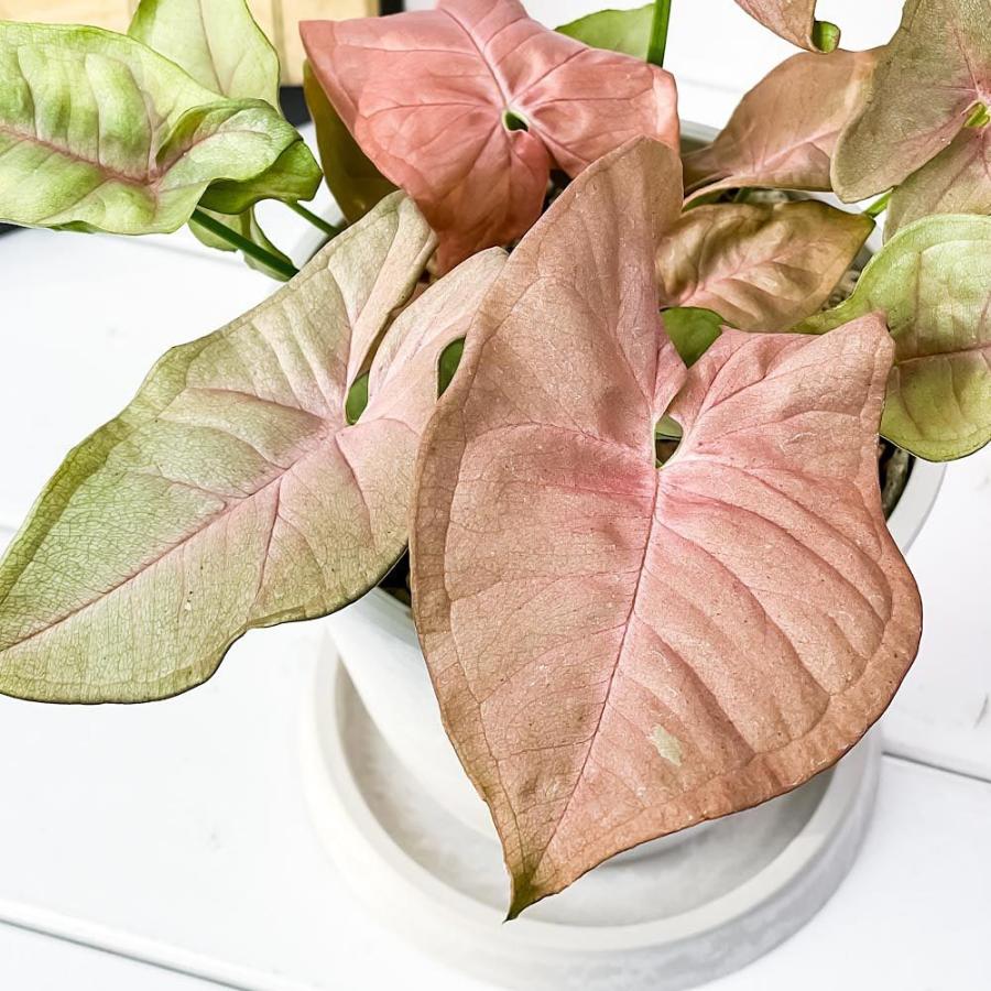 観葉植物 シンゴニウム ネオン 4号樹脂鉢 ホワイト 受け皿付き 育て方説明書付き Syngonium Podophyllum Neon 0434 プランチュ Yahoo 店 通販 Yahoo ショッピング