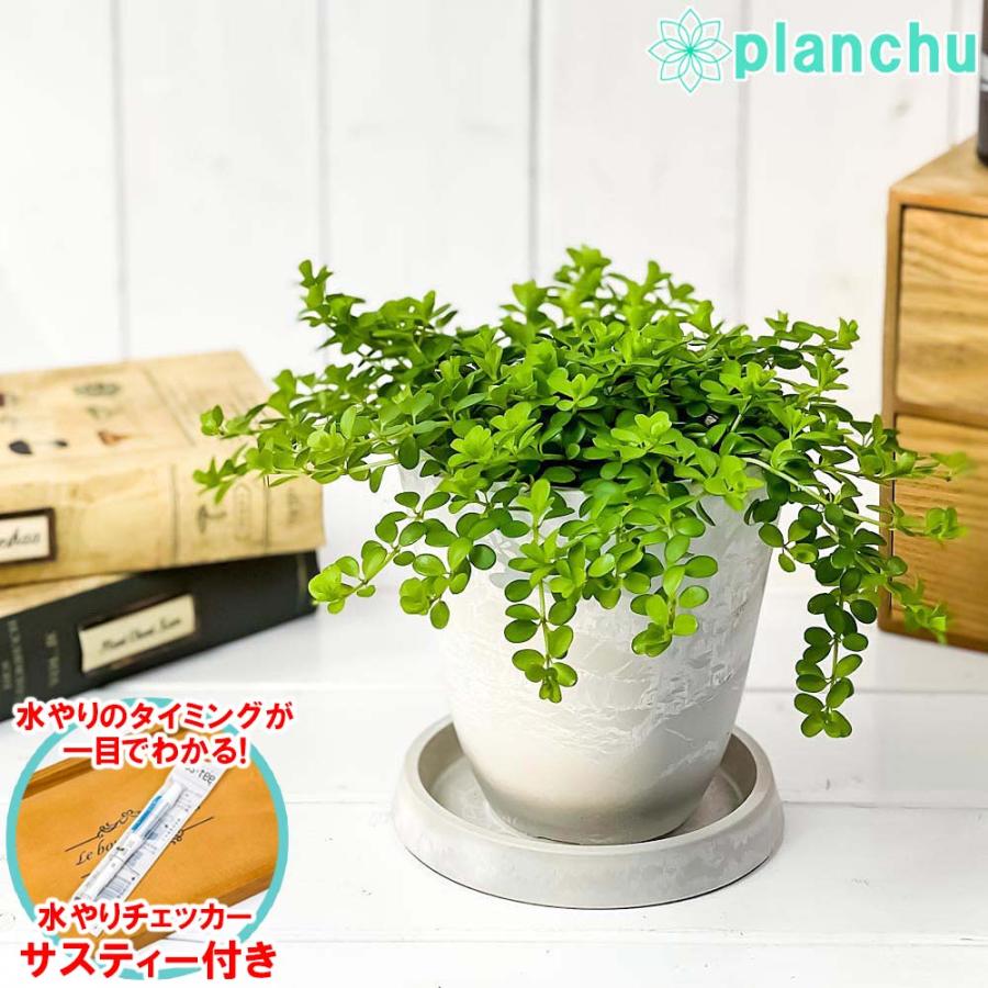 高級品市場 観葉植物 ペペロミア デピーナ 4号樹脂鉢 ホワイト 受け皿付き 育て方説明書付き Peperomia Deppeana アロマペペ Wantannas Go Id