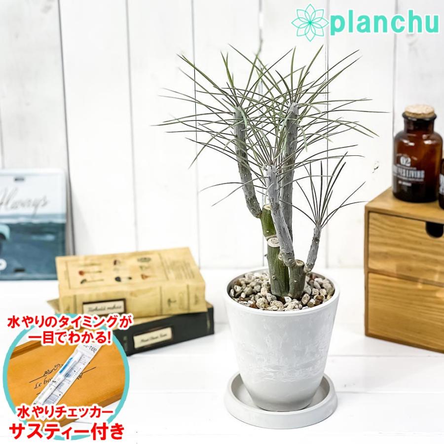 観葉植物 モンキーツリー 4号樹脂鉢 ホワイト 受け皿付き 育て方説明書付き Senecio Kleinia Neriifolia セネシオ クレイニア 天竜 多肉植物 0437 プランチュ Yahoo 店 通販 Yahoo ショッピング