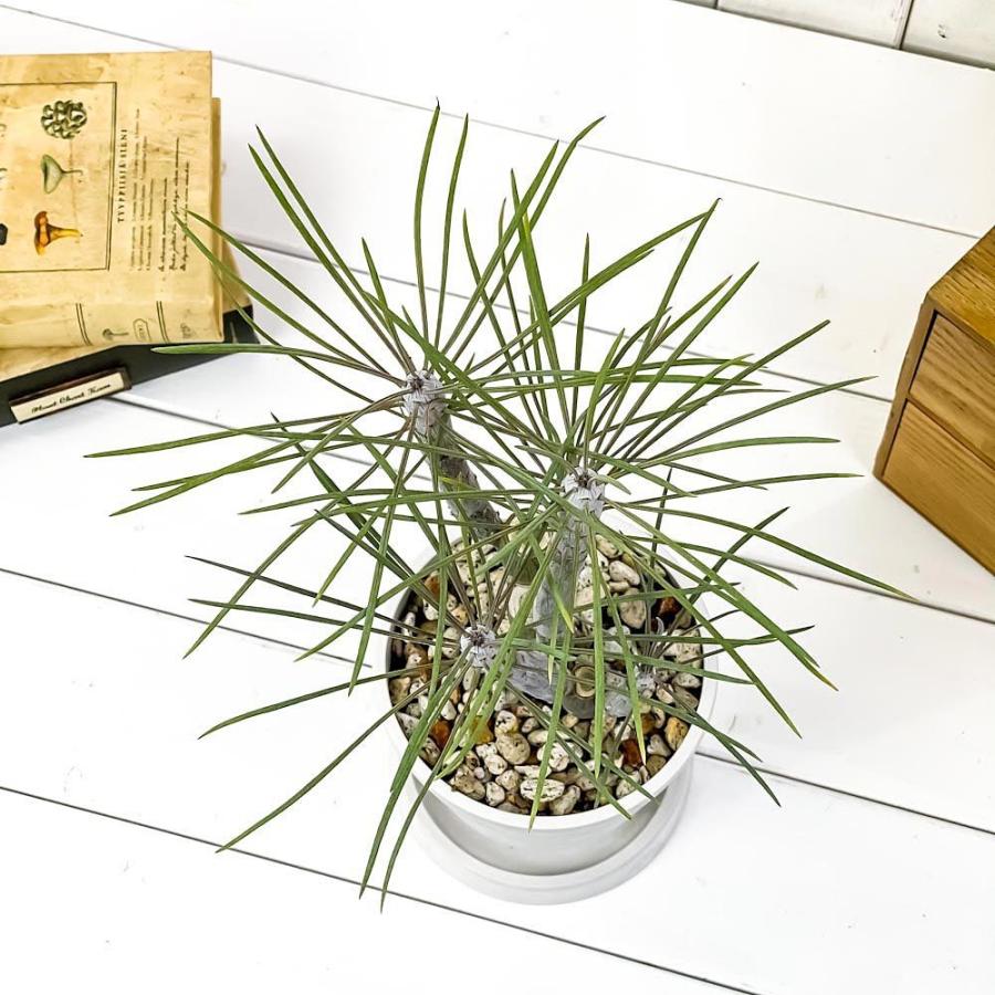 観葉植物 モンキーツリー 4号樹脂鉢 ホワイト 受け皿付き 育て方説明書付き Senecio Kleinia Neriifolia セネシオ クレイニア 天竜 多肉植物 0437 プランチュ Yahoo 店 通販 Yahoo ショッピング