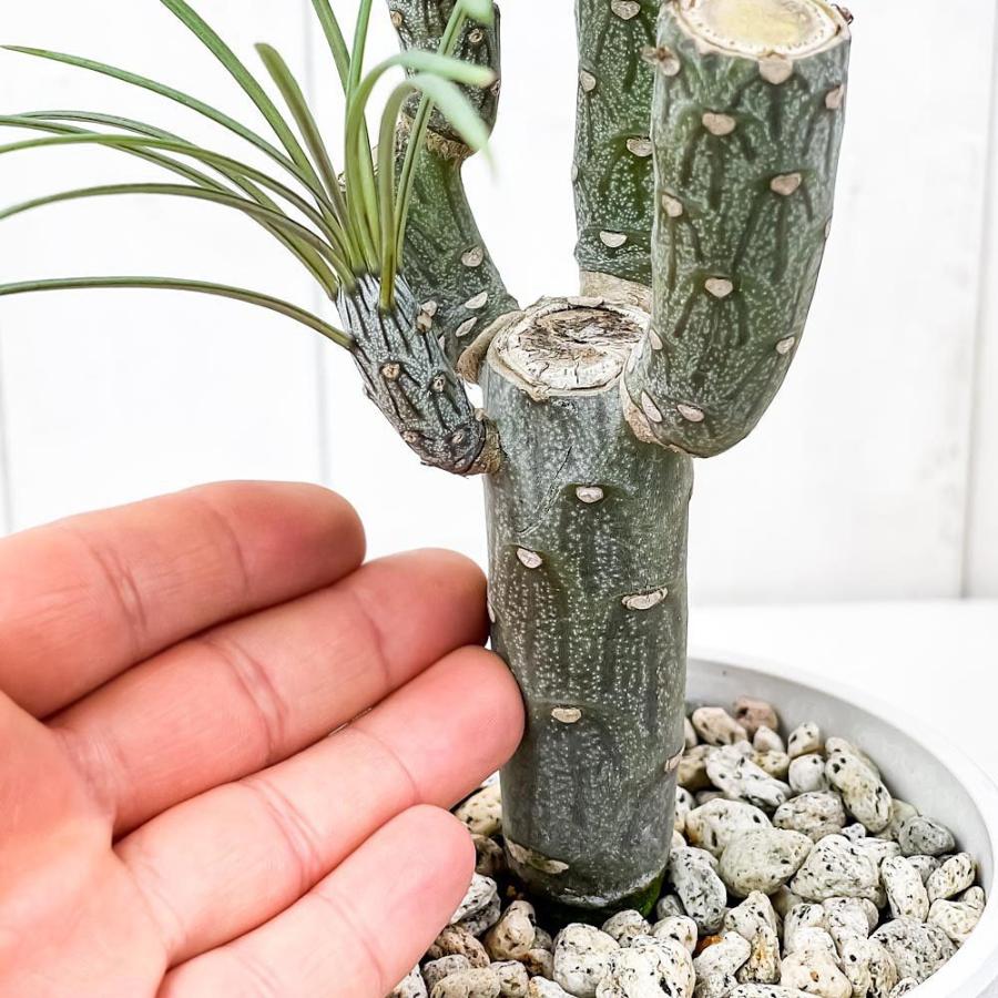 観葉植物 モンキーツリー 4号樹脂鉢 ホワイト 受け皿付き 育て方説明書付き Senecio Kleinia Neriifolia セネシオ クレイニア 天竜 多肉植物 0437 プランチュ Yahoo 店 通販 Yahoo ショッピング