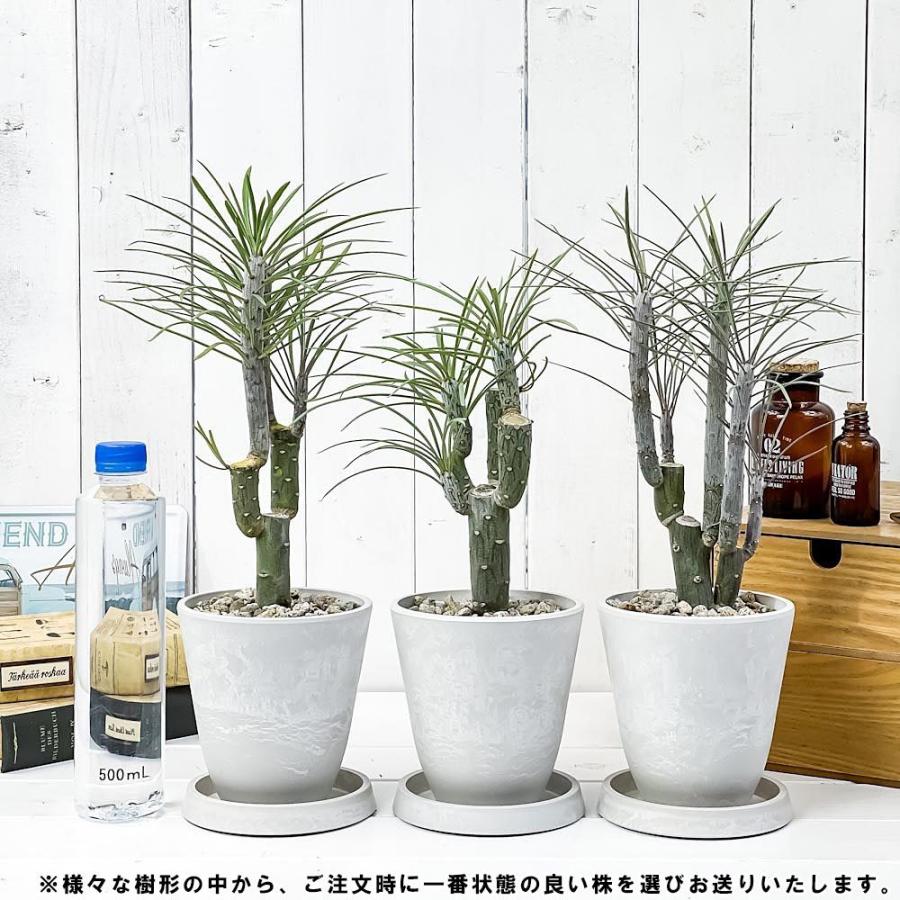 観葉植物 モンキーツリー 4号樹脂鉢 ホワイト 受け皿付き 育て方説明書付き Senecio Kleinia Neriifolia セネシオ クレイニア 天竜 多肉植物 0437 プランチュ Yahoo 店 通販 Yahoo ショッピング