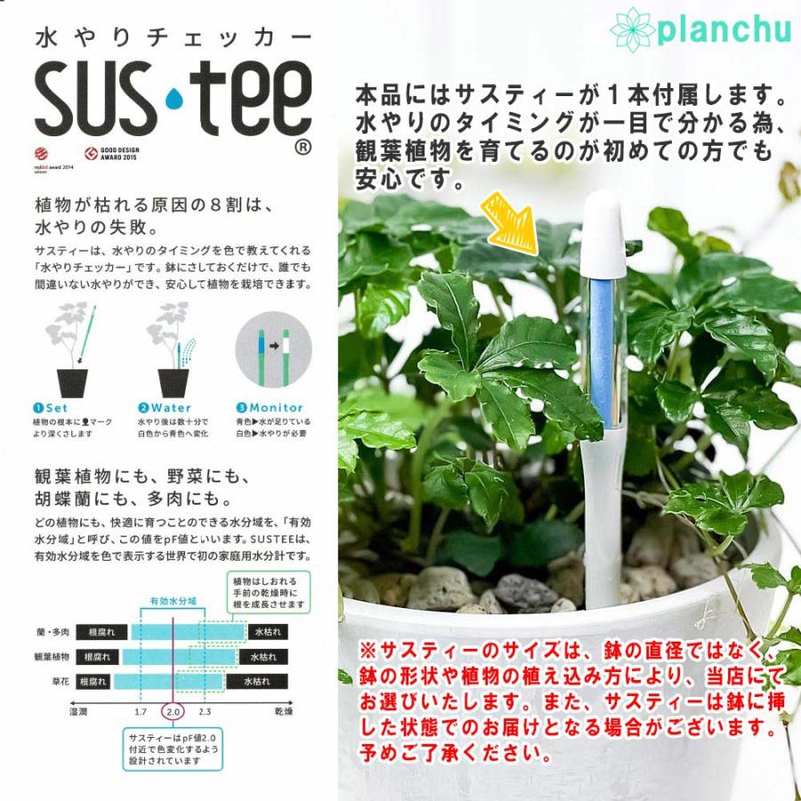 観葉植物 モンキーツリー 4号樹脂鉢 ホワイト 2鉢セット サスティー付き 受け皿付き 育て方説明書付き Senecio kleinia neriifolia セネシオ クレイニア 天竜｜planchu｜05