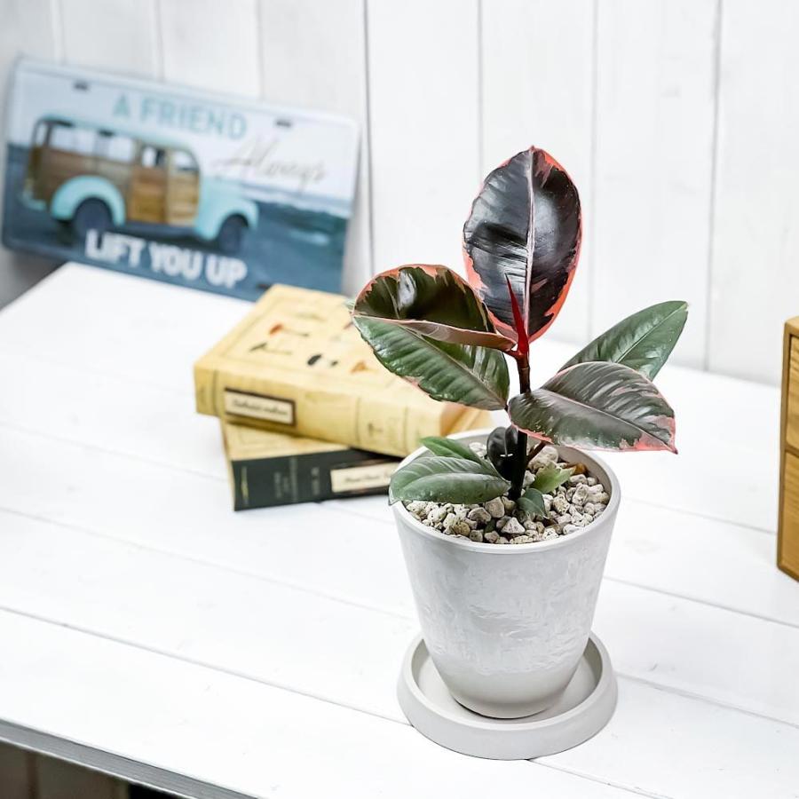 4円 い出のひと時に とびきりのおしゃれを 観葉植物 フィカス ルビー 4号樹脂鉢 ホワイト 受け皿付き 育て方説明書付き Ficus Elastica Ruby ゴムノキ ゴムの木 インドゴムノキ レア