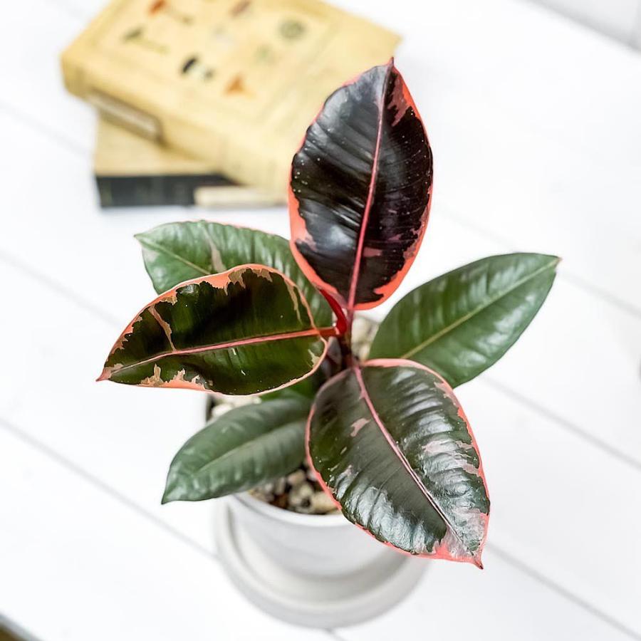 4円 い出のひと時に とびきりのおしゃれを 観葉植物 フィカス ルビー 4号樹脂鉢 ホワイト 受け皿付き 育て方説明書付き Ficus Elastica Ruby ゴムノキ ゴムの木 インドゴムノキ レア