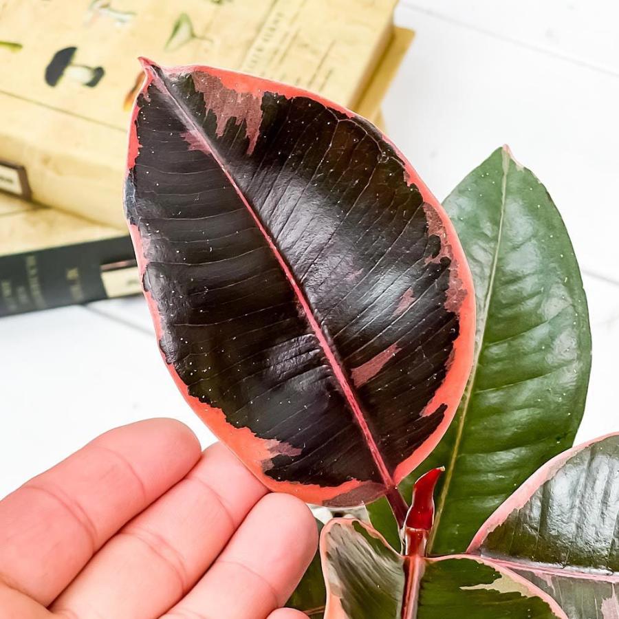 4円 い出のひと時に とびきりのおしゃれを 観葉植物 フィカス ルビー 4号樹脂鉢 ホワイト 受け皿付き 育て方説明書付き Ficus Elastica Ruby ゴムノキ ゴムの木 インドゴムノキ レア