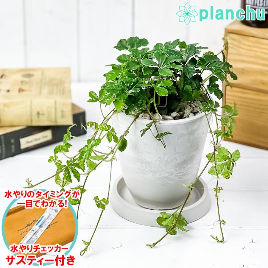 観葉植物 パーセノシッサス シュガーバイン 4号樹脂鉢 ホワイト 受け皿付き 育て方説明書付き Parthenocissus Sugar Vine 0446 プランチュ Yahoo 店 通販 Yahoo ショッピング