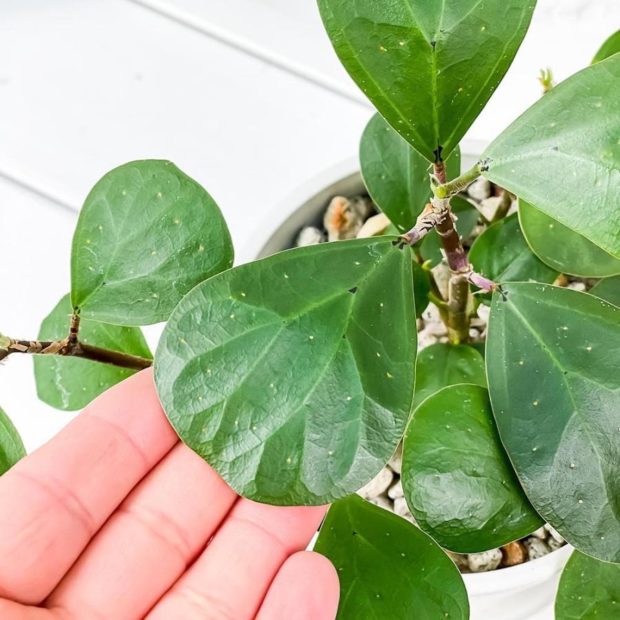 観葉植物 コバンボダイジュ フィカス デルトイデア 4号樹脂鉢 ホワイト 受け皿付き 育て方説明書付き Ficus Deltoidea 小判菩提樹 ゴムノキ ゴムの木 希少 レア 0447 プランチュ Yahoo 店 通販 Yahoo ショッピング