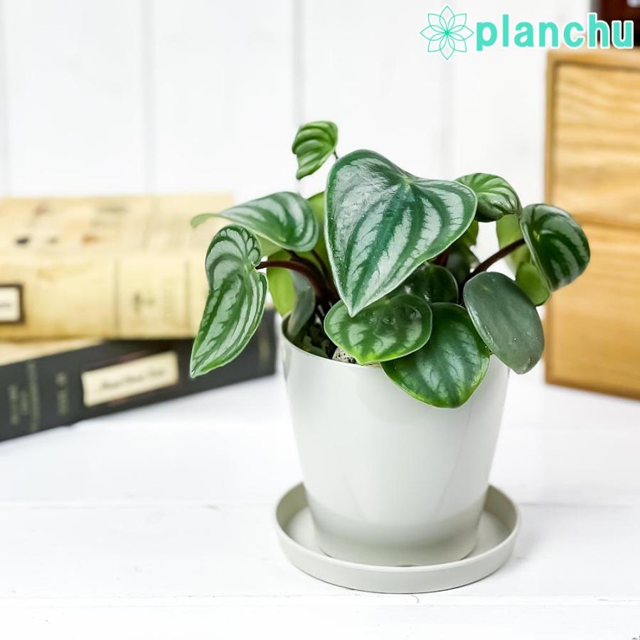 324円 選択 観葉植物 ペペロミア アルギレイア 3 5号鉢 受け皿付き 育て方説明書付き Peperomia Argyreia スイカペペ